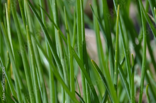 Young shoots of plants. The seeds of a cultivated plant, onion, have sprouted in the garden. They have long green stems with a rounded top. Fresh vegetables and greens in the garden.