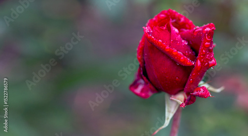 Beautiful scarlet rose bud in raindrops on a dark green background with copy space. Card. Beauty of nature. Floriculture, hobby.