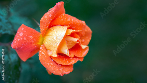 Gorgeous orange rose in raindrops with copy space. Card. Beauty of nature. Floriculture, hobby.