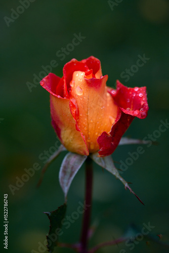 Tender orange rose in raindrops with copy space. Card. Beauty of nature. Floriculture, hobby.
