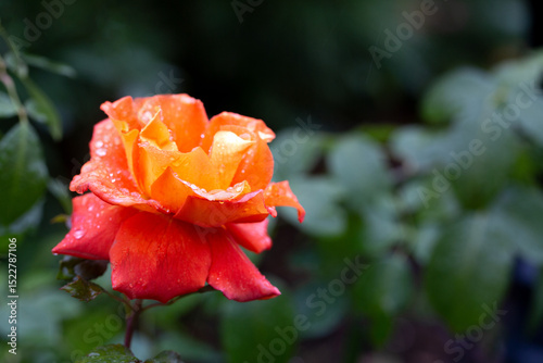 Gorgeous orange rose in raindrops with copy space. Card. Beauty of nature. Floriculture, hobby.