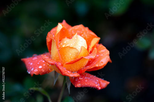 Gorgeous orange rose in raindrops on a shade green background. Card. Beauty of nature. Floriculture, hobby.