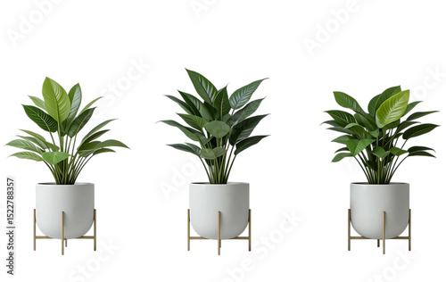 Three Stylish Houseplants in White Pots with Gold Stands Transparent Isolated Background. Three vibrant houseplants, likely peace lilies or similar, are displayed in elegant white ceramic pots.