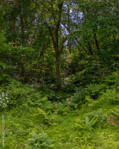 Fototapeta Naklejka Na Ścianę i Meble -  forest in the forest