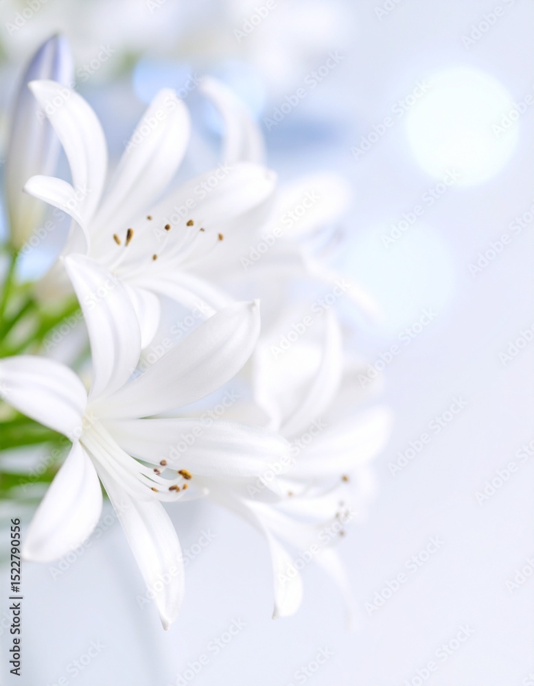 Obraz premium Agapanthus flower background