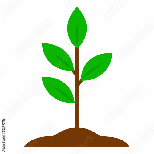 green plant in pot