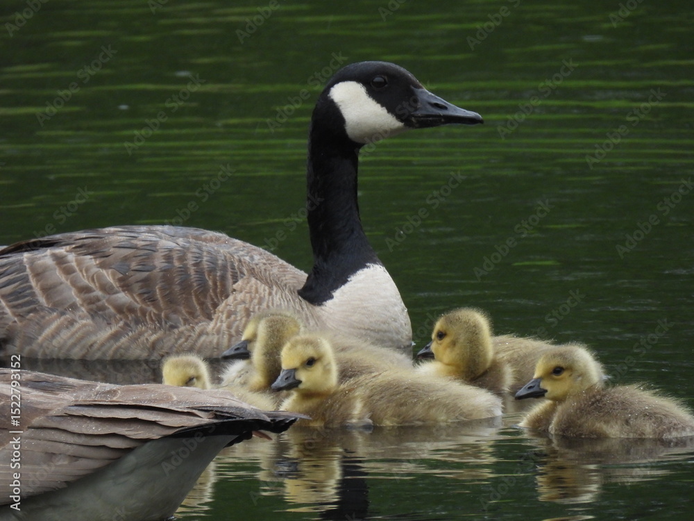 Obraz premium Goose and goslings4