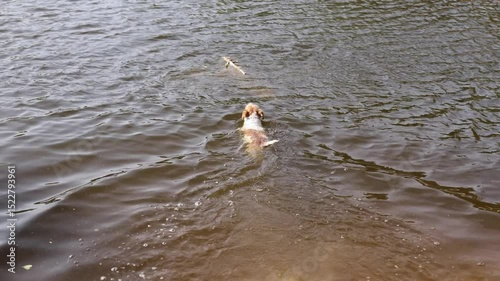 A dog jumps into the water to retrieve a toy. A Jack Russell Terrier swims for a stick in a pond. A pet plays on a forest lake. A terrier performs a retrieve on the beach.