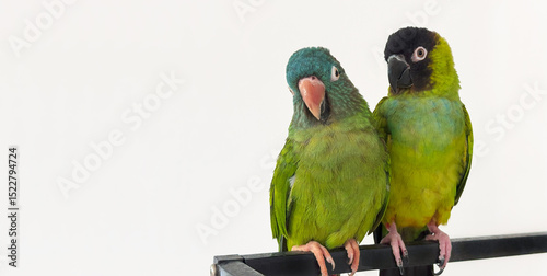 lovebird parrots isolated on white background