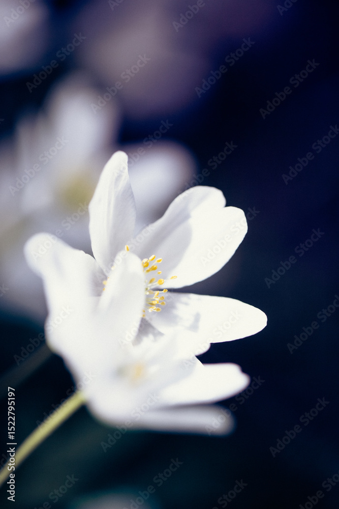 Obraz premium Colorful arrangement of white flowers with orange centers