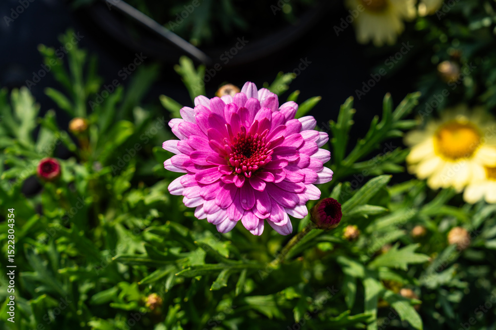 Fototapeta premium daisy flower in the garden
