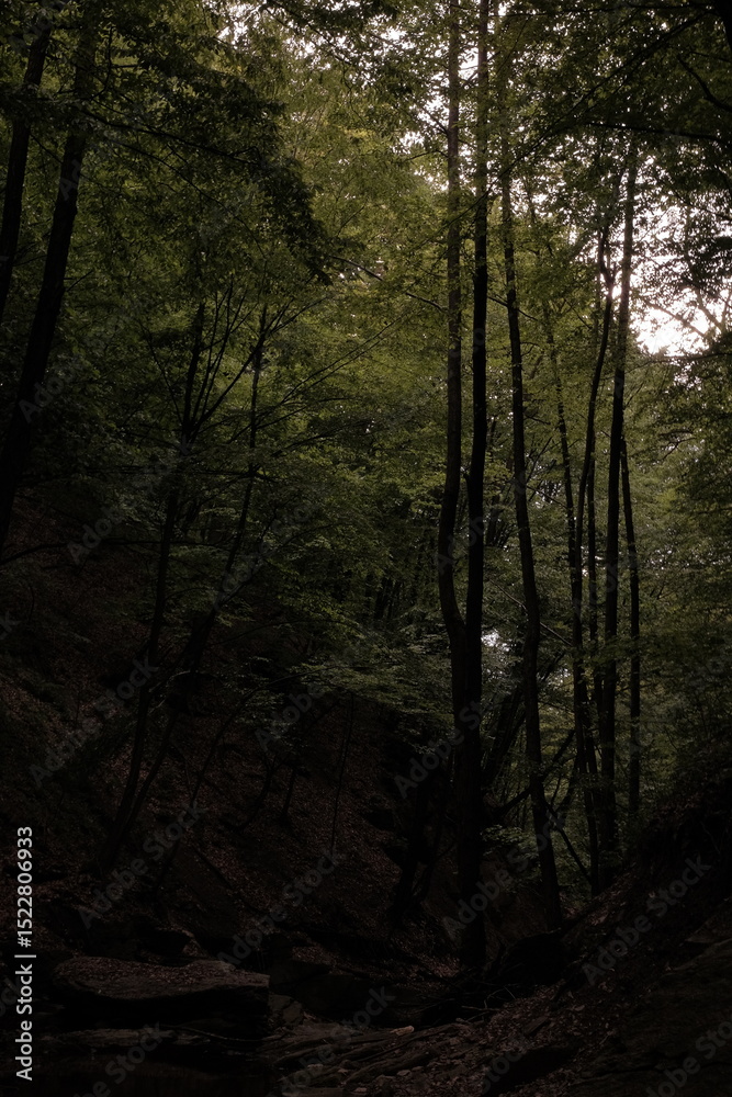 Fototapeta premium Sunset in the forest in a summer day