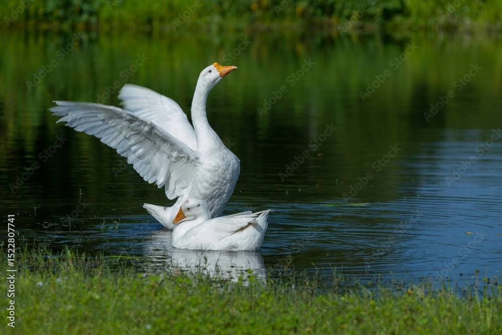 Fototapeta premium Two white domestic ducks are flapping their wings in the pond water, one side normal.