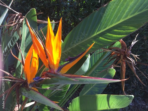 bird of paradise