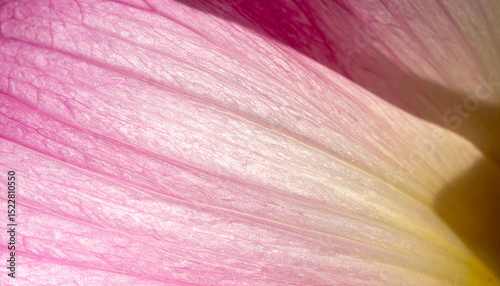 the image shows a close up of a petal from a flowering plant. the petal surface is a vibrant pink with subtle gradients toward creamy yellow at the bottom right