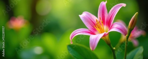 Vibrant brassavola blooms, lush green foliage, spring garden , photography, flower, exotic