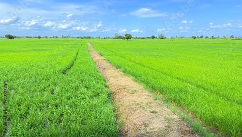 Green field of rice plant and blue sky. Summer in Thailand.