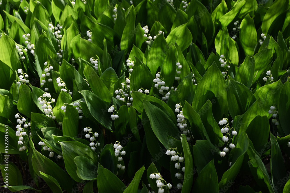 Obraz premium a dense patch of lily of the valley (Convallaria majalis) in bloom, nestled among lush green foliage