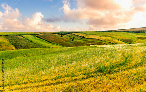 Fototapeta Naklejka Na Ścianę i Meble -  beautiful summer season golden field with yellow and green wheat and rows after agricultural farming. Rural landscape of sunset or sunrise field before harvest.