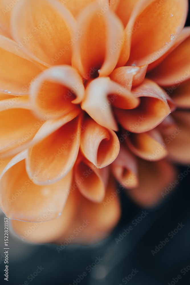 Fototapeta premium Bright orange flowers with layered petals