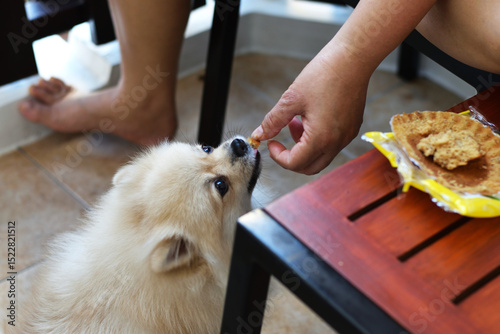 A person hand-feeding a fluffy Pomeranian, sharing a gentle and heartwarming moment with the beloved pet.