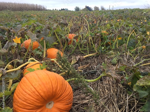 pumpkin patch on the field