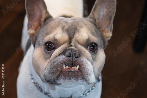 Adorable French Bulldog with big eyes and a quirky underbite expression, looking straight at the camera.