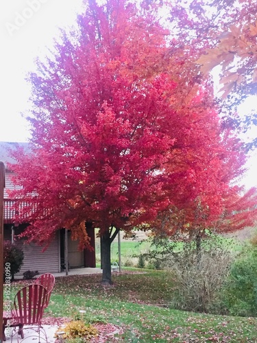Tree in Fall