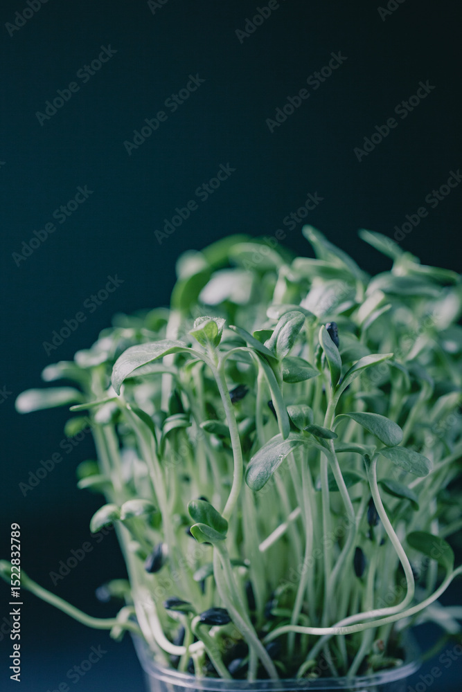 Obraz premium This indoor plant showcases lush green leaves emerging from a dark pot. Its vibrant foliage stands out against a dark background, highlighting healthy growth and intricate details.