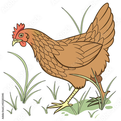 Rustic brown chicken detailed feather side view illustration red bird fowl image rural vector animal