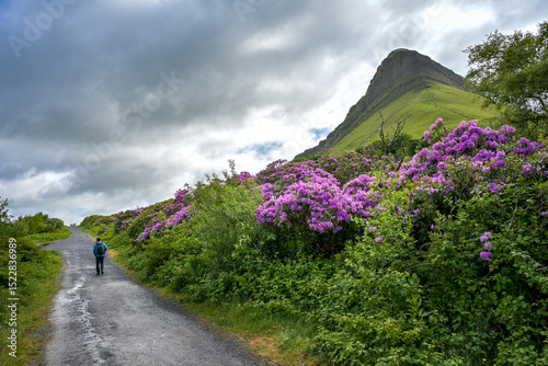 Berg Ben Bulben in Irland mit blühenden Rhododendron