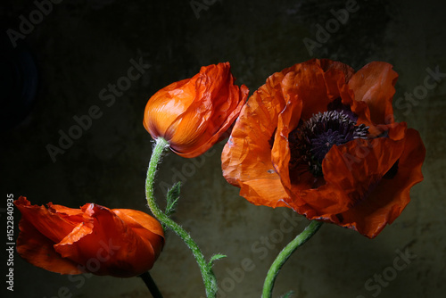 Fotografía Poppies. Beautiful bright floral background.