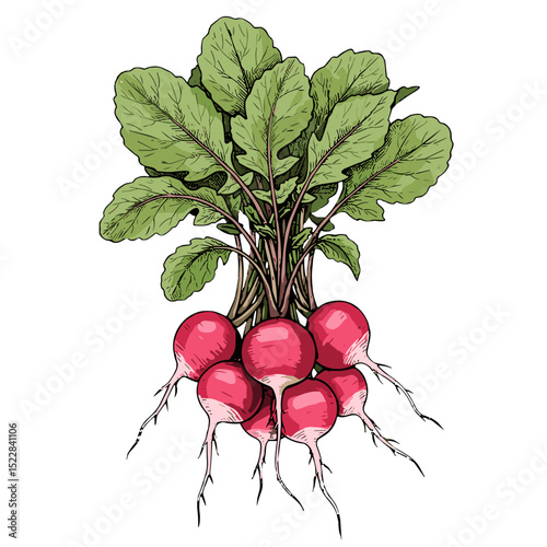 Fresh radishes with green leaves illustrated in vibrant colors  
