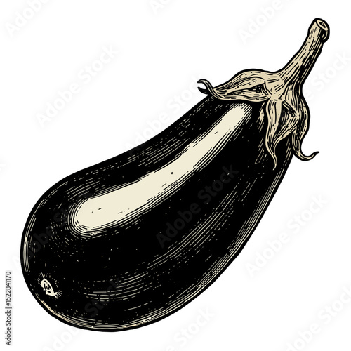 Vintage illustration of an eggplant on a white background  