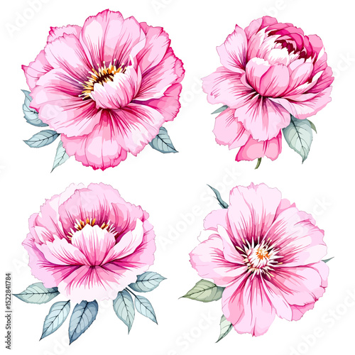 Wild pink flowers set, watercolor digital illustration.
