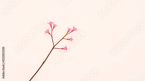 Isolated pink limonium flower twig