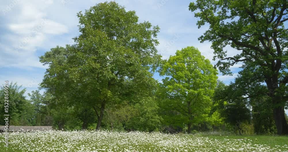 Wiese mit blühenden Margeriten, Wiesenmargerite (Leucanthemum vulgare) im Frühsommer, Höhenried, Bernried, Bayern, Deutschland, Europa