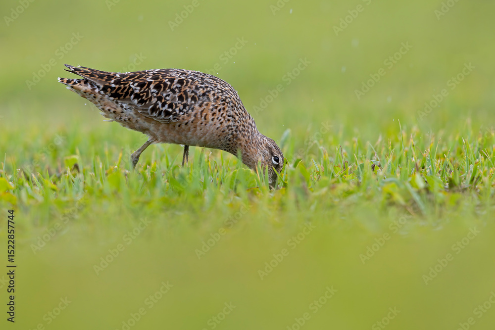 Obraz premium A long-billed dowitcher (Limnodromus scolopaceus) foraging in a meadow.