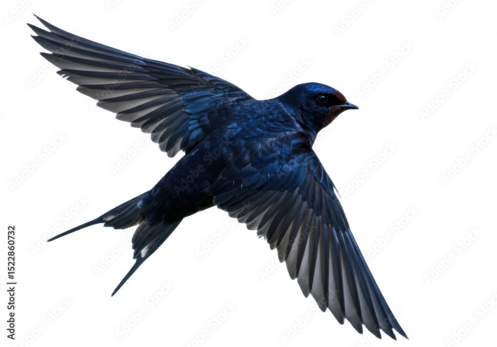 Fototapeta premium Blue bird in flight, transparent background