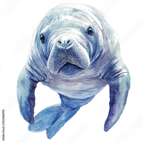 Manatee Close Up, watercolor drawing vector, high quality, isolated on a white background.