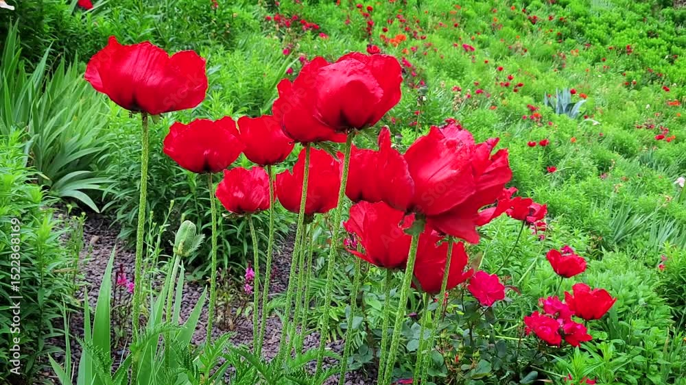 Rote Mohnblumen in einem Beet, Gärten von Schloss Trauttmansdorff, Meran, Südtirol, Italien