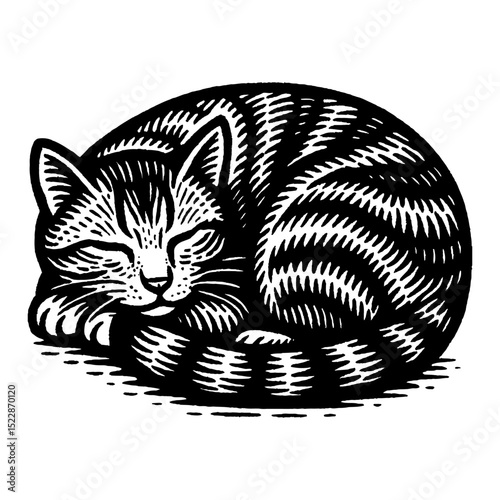 Sleeping Cat Curled Up Black and White Outline Line Art Drawing Style Sketch Illustration