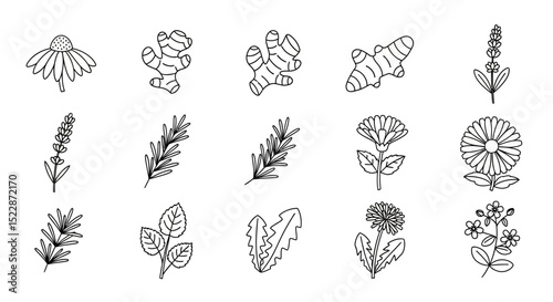 Collection of Hand-Drawn Herbal and Floral Line Art Illustrations