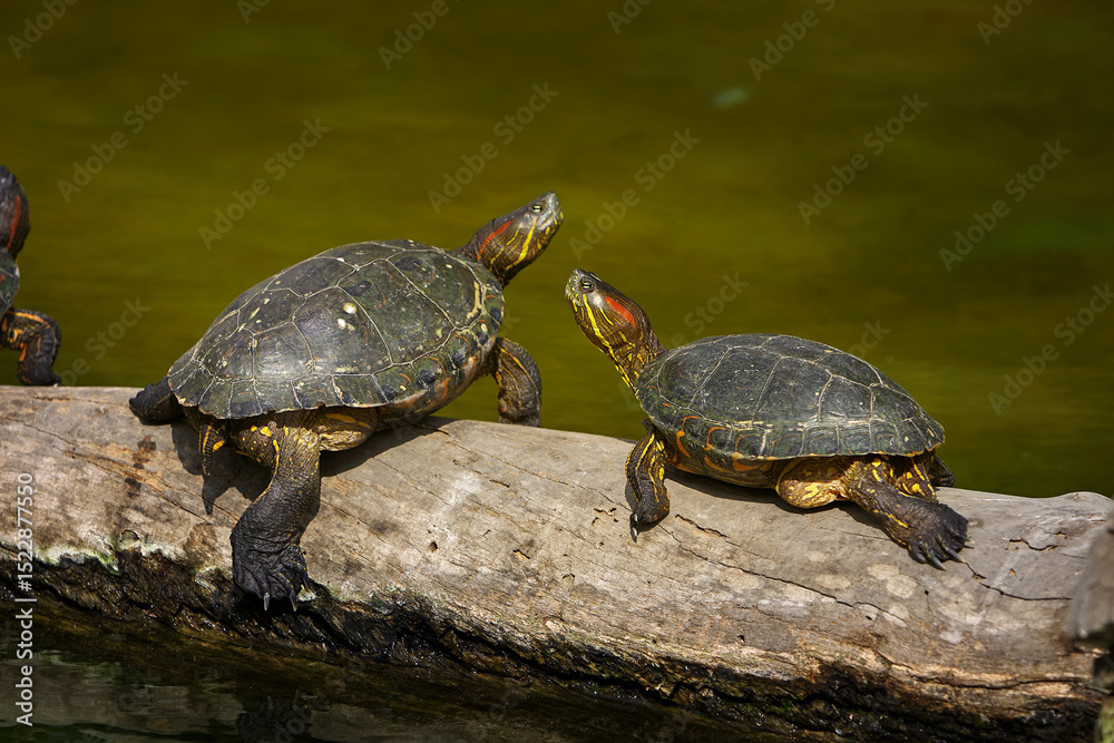 Obraz premium the Red-Eared Slider (Trachemys scripta elegans), a freshwater turtle known for the signature red streak behind each eye. A skilled swimmer and a sunbathing expert.