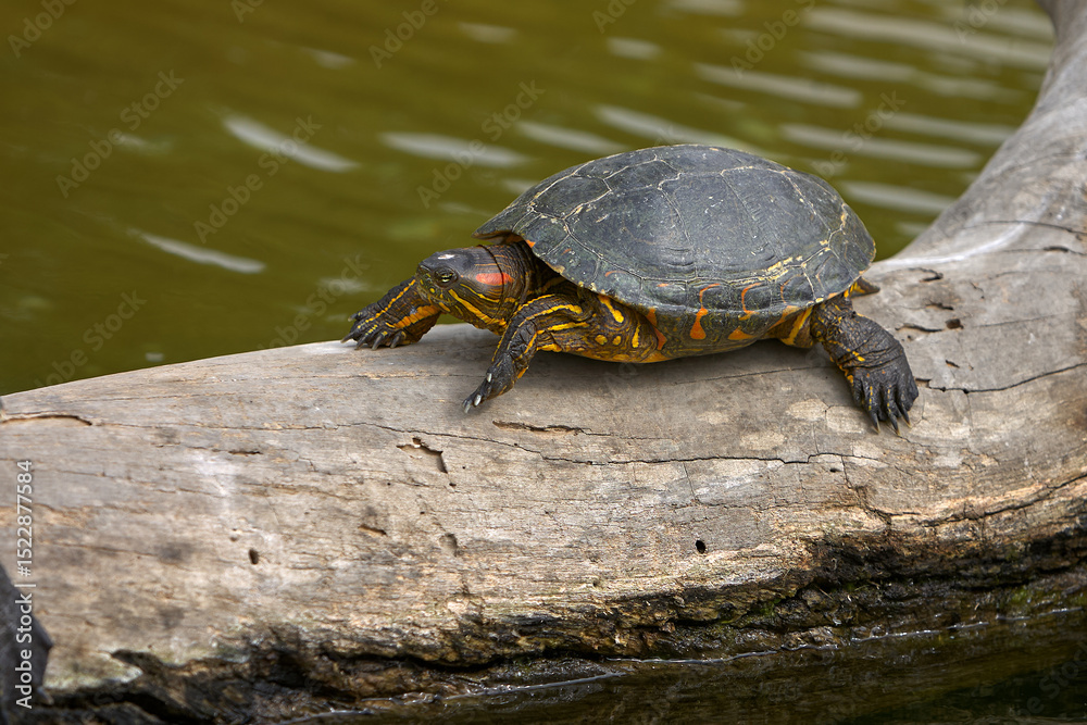 Obraz premium the Red-Eared Slider (Trachemys scripta elegans), a freshwater turtle known for the signature red streak behind each eye. A skilled swimmer and a sunbathing expert.