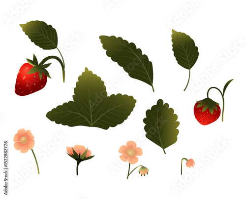 Set of strawberries with leaves and flowers. Vector illustration isolated on white background.