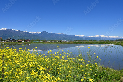 信州安曇野 北アルプスと菜の花畑と水田
