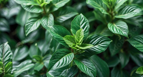 Close-up of green plant leaves for sale concept.