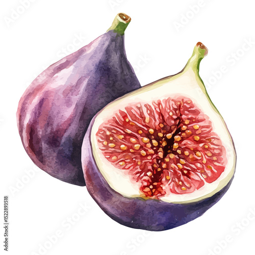 Figs Slice, watercolor painting vector, high quality, isolated on a white background.