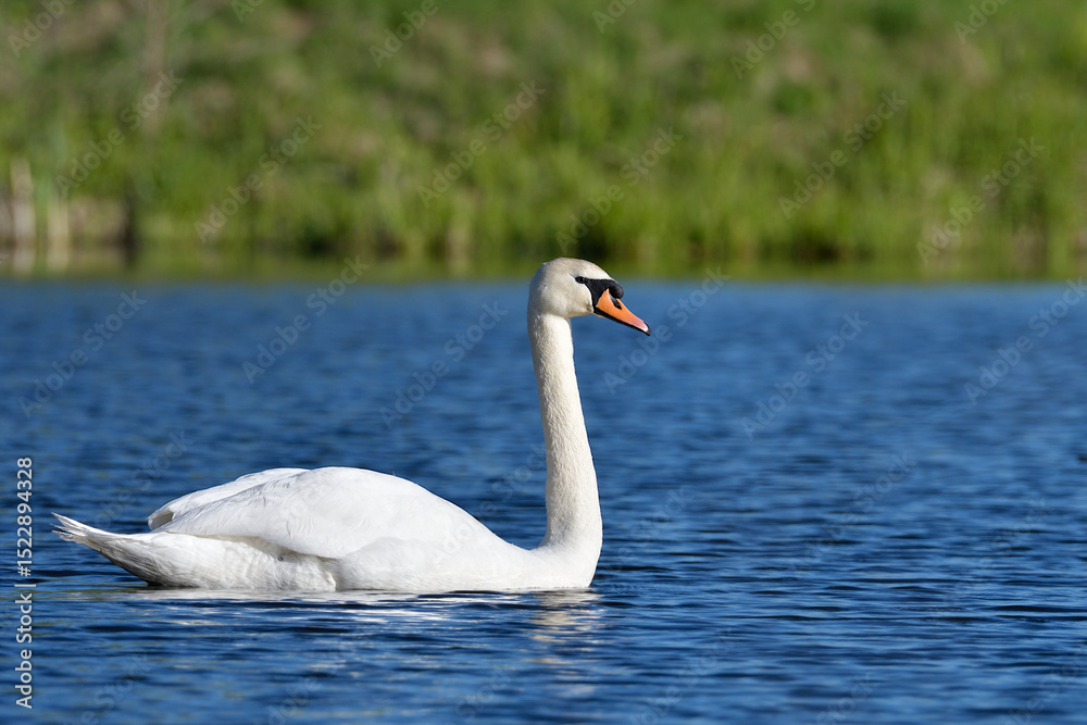 Fototapeta premium mute swan on a pond